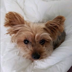 Meet your Posher, Dyandra